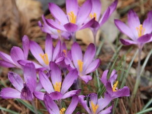 Snökrokus 'Barr's Purple’